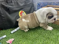 Patch, a male English Bulldog for sale in Tulsa, OK – 3 of 5
