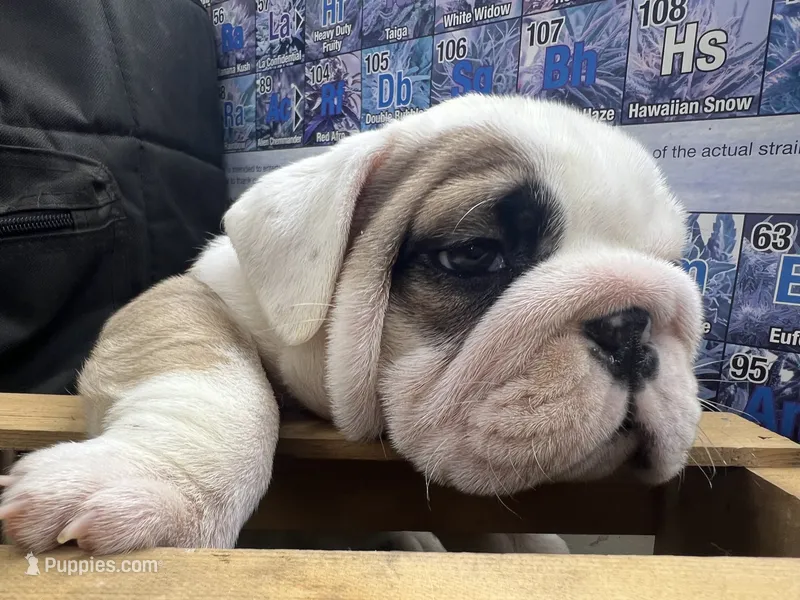 Patch – English Bulldog puppy for sale in Tulsa, OK