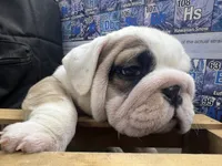 Patch, a male English Bulldog for sale in Tulsa, OK – 1 of 5