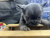 Dolly, a female French Bulldog for sale in Tulsa, OK – 3 of 3