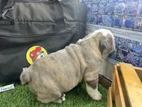 Dolly, a female English Bulldog for sale in Tulsa, OK – 2 of 4