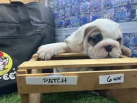 Patch, a male English Bulldog for sale in Tulsa, OK – 2 of 5