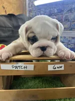 Patch, a male English Bulldog for sale in Tulsa, OK – 4 of 5