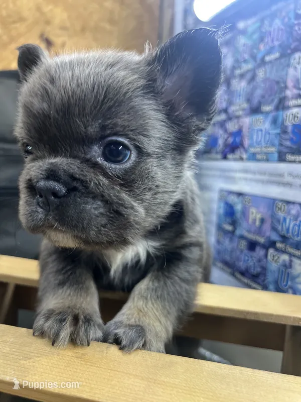 Dolly – French Bulldog puppy for sale in Tulsa, OK