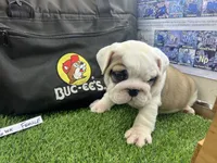 Patch, a male English Bulldog for sale in Tulsa, OK – 5 of 5