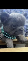 Dolly, a female French Bulldog for sale in Tulsa, OK – 2 of 3