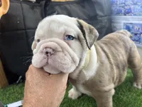 Dolly, a female English Bulldog for sale in Tulsa, OK – 4 of 4