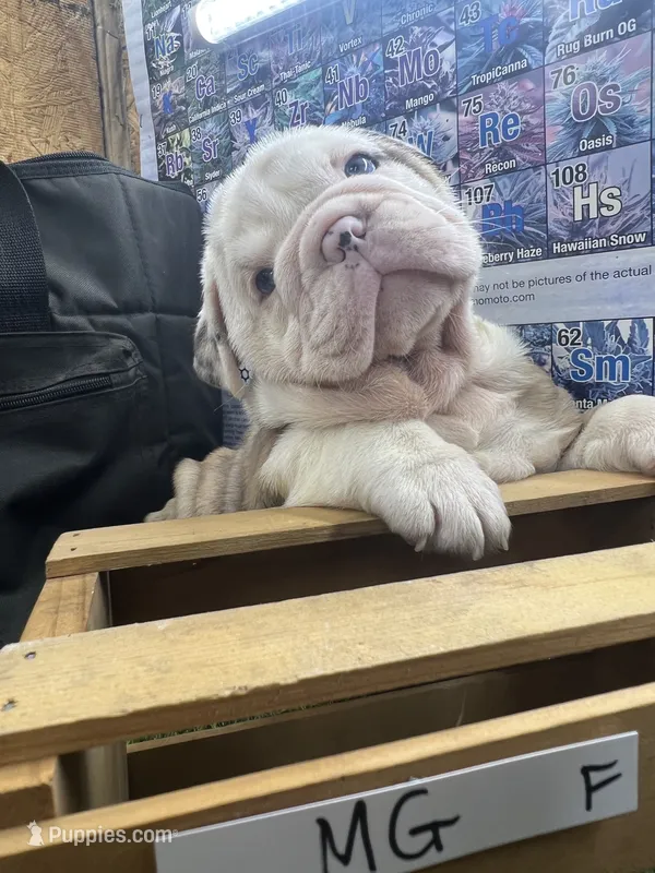 Dolly – English Bulldog puppy for sale in Tulsa, OK