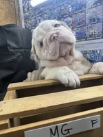 Dolly, a female English Bulldog for sale in Tulsa, OK – 1 of 4