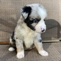 Boba Fett, a male Miniature Australian Shepherd for sale in Blue Ridge, GA – Photo 7 of 10