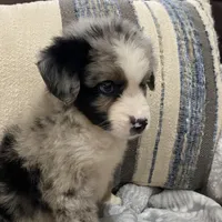 Boba Fett, a male Miniature Australian Shepherd for sale in Blue Ridge, GA – Photo 5 of 10
