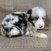 Boba Fett, a male Miniature Australian Shepherd for sale in Blue Ridge, GA – Photo 10 of 10