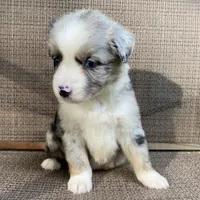 Boba Fett, a male Miniature Australian Shepherd for sale in Blue Ridge, GA – Photo 8 of 10