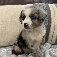 Boba Fett, a male Miniature Australian Shepherd for sale in Blue Ridge, GA – Photo 4 of 10