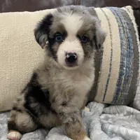 Boba Fett, a male Miniature Australian Shepherd for sale in Blue Ridge, GA – Photo 1 of 10