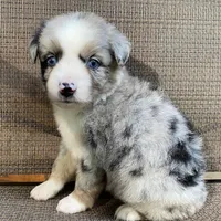 Boba Fett, a male Miniature Australian Shepherd for sale in Blue Ridge, GA – Photo 6 of 10