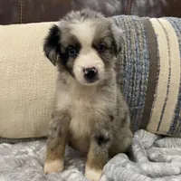 Boba Fett, a male Miniature Australian Shepherd for sale in Blue Ridge, GA – Photo 3 of 10