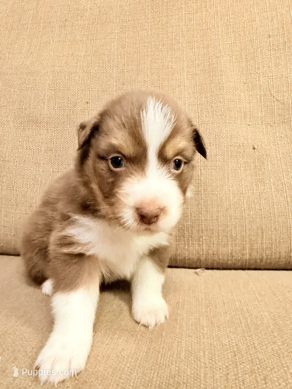 Mr. Bright Green  – Australian Shepherd puppy for sale in Dixie, GA