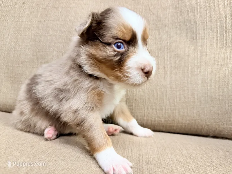 Mr. Blue  – Australian Shepherd puppy for sale in Dixie, GA