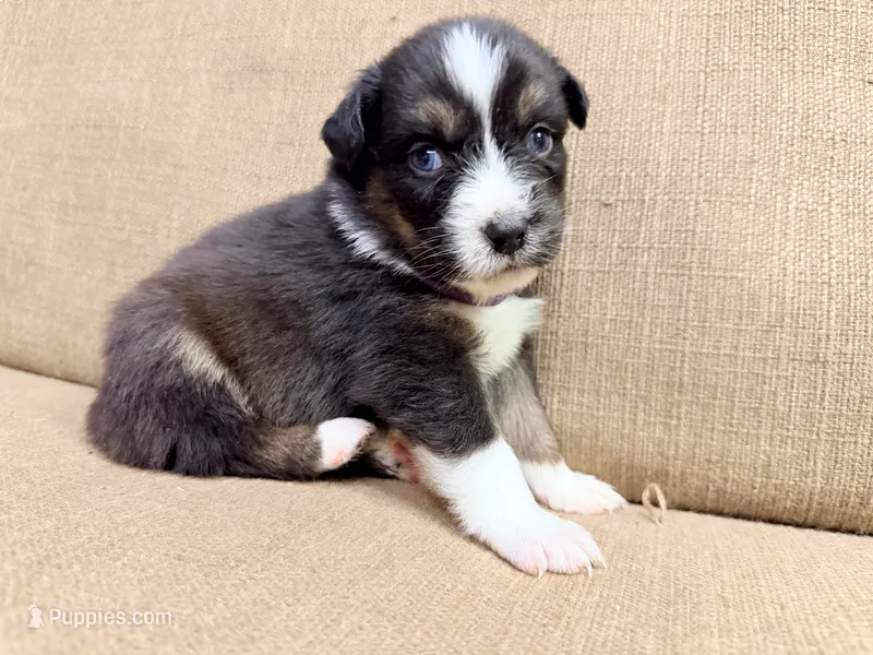 Ms Purple – Australian Shepherd puppy for sale in Dixie, GA