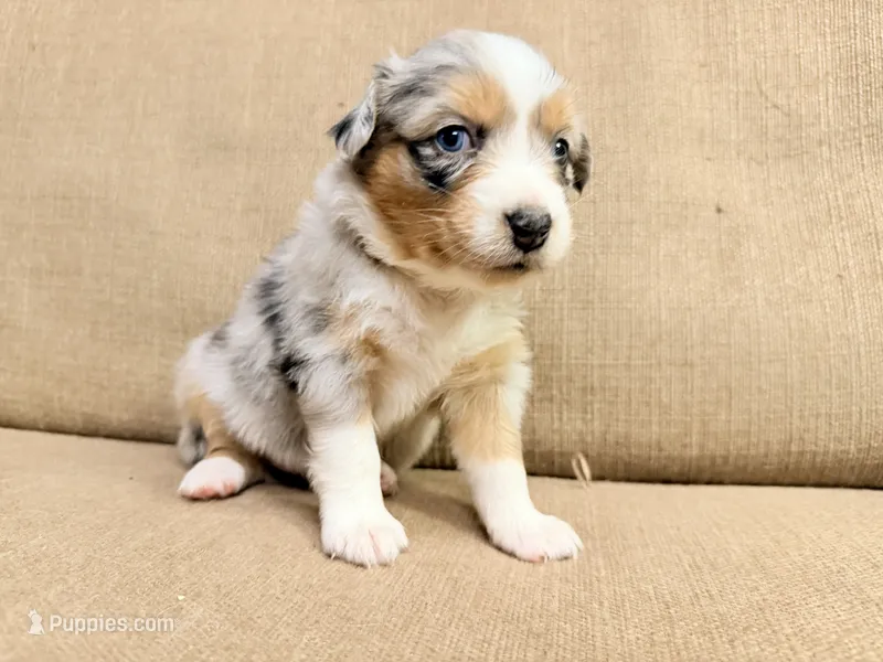 Ms White – Australian Shepherd puppy for sale in Dixie, GA