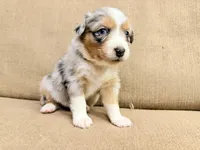 Ms White, a female Australian Shepherd for sale in Dixie, GA – 1 of 1