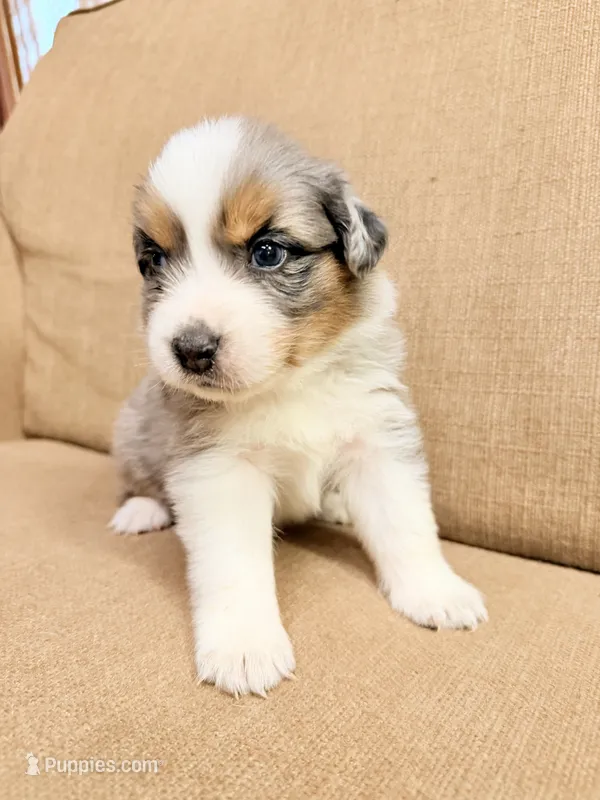 Mr. Green – Australian Shepherd puppy for sale in Dixie, GA