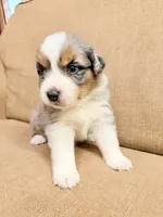 Mr. Green, a male Australian Shepherd for sale in Dixie, GA – 1 of 1