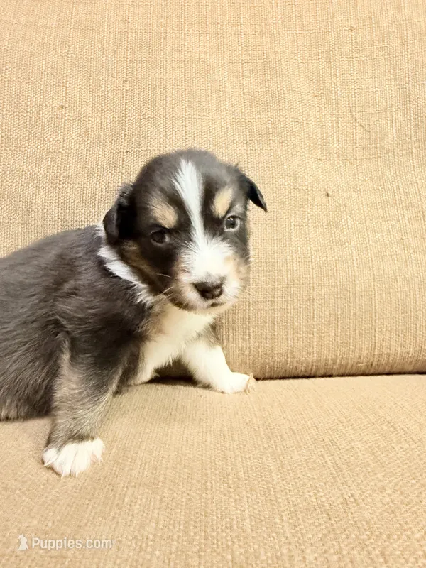 Mr Yellow – Australian Shepherd puppy for sale in Dixie, GA