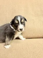 Mr Yellow, a male Australian Shepherd for sale in Dixie, GA – 1 of 1