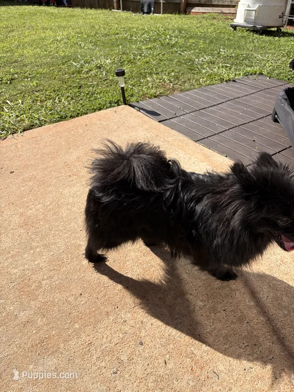El Chapo – Pomeranian puppy for sale in McDonough, GA