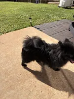 El Chapo, a male Pomeranian for sale in McDonough, GA – 1 of 1