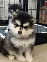 Papi Chulo ( Poppy From Peony x Poppy Litter , a male Pomsky for sale in Los Angeles, CA – 1 of 2