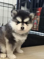 Papi Chulo ( Poppy From Peony x Poppy Litter , a male Pomsky for sale in Los Angeles, CA – 2 of 2