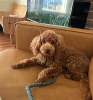 Rhett AKC health tested, a male Poodle - Toy  for sale in Welch, OK – Photo 3 of 6