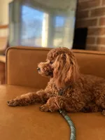 Rhett AKC health tested, a male Poodle - Toy  for sale in Welch, OK – Photo 2 of 6