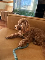 Rhett AKC health tested, a male Poodle - Toy  for sale in Welch, OK – Photo 6 of 6