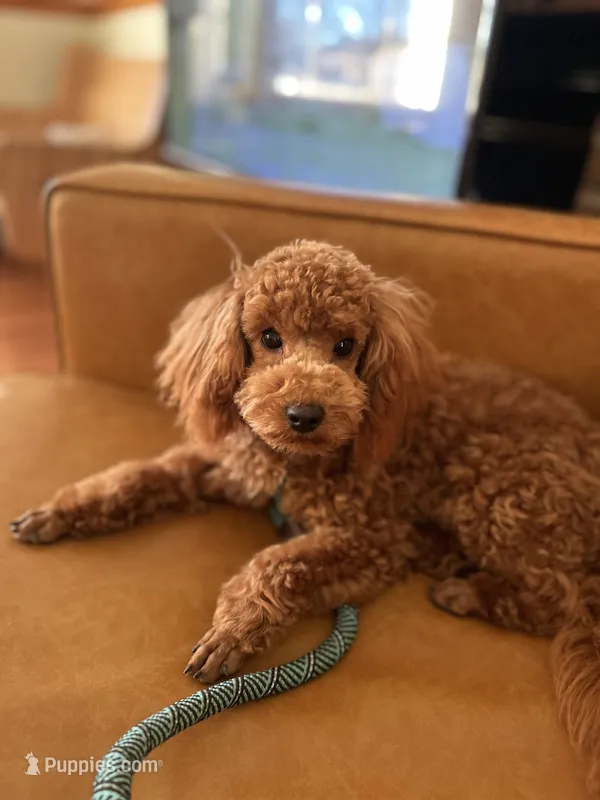 Rhett AKC health tested