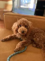 Rhett AKC health tested, a male Poodle - Toy  for sale in Welch, OK – Photo 1 of 6