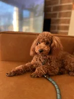 Rhett AKC health tested, a male Poodle - Toy  for sale in Welch, OK – Photo 4 of 6