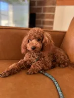 Rhett AKC health tested, a male Poodle - Toy  for sale in Welch, OK – Photo 5 of 6