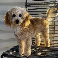 Domino AKC, a male Poodle - Toy  for sale in Welch, OK – Photo 1 of 10
