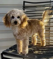 Domino AKC, a male Poodle - Toy  for sale in Welch, OK – Photo 2 of 10