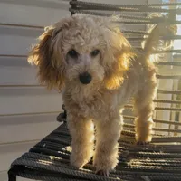 Domino AKC, a male Poodle - Toy  for sale in Welch, OK – Photo 4 of 10