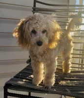 Domino AKC, a male Poodle - Toy  for sale in Welch, OK – Photo 4 of 10