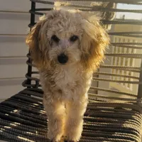 Domino AKC, a male Poodle - Toy  for sale in Welch, OK – Photo 8 of 10