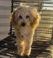 Domino AKC, a male Poodle - Toy  for sale in Welch, OK – Photo 8 of 10
