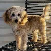 Domino AKC, a male Poodle - Toy  for sale in Welch, OK – Photo 6 of 10