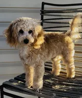 Domino AKC, a male Poodle - Toy  for sale in Welch, OK – Photo 6 of 10