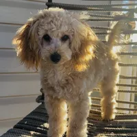 Domino AKC, a male Poodle - Toy  for sale in Welch, OK – Photo 9 of 10